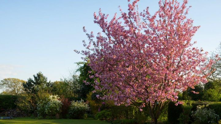 Guide og inspiration til blomster i din have